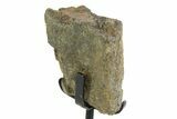 Fossil Theropod Rib Section w/ Metal Stand - Colorado #350608-2
